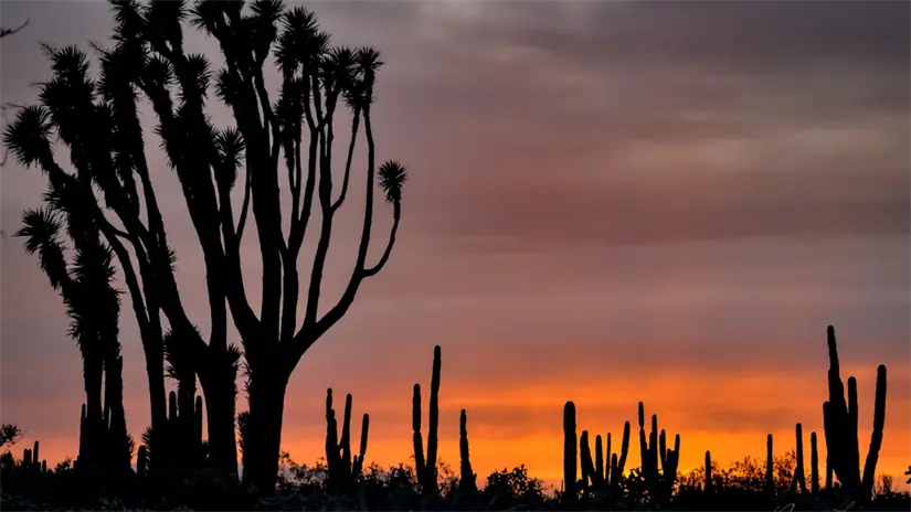 El amanecer sobre el desierto del Vizcaíno revela la riqueza de sus hábitats áridos reconocidos a nivel mundial. Foto: Secretaría de Turismo y Economía de Baja California Sur