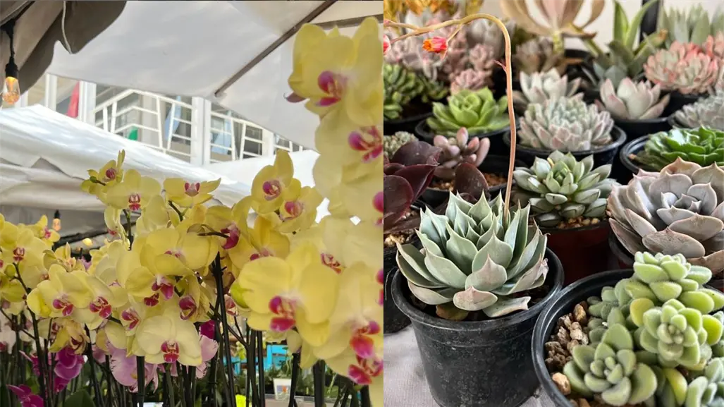 Plant Fest regresa a CDMX: conoce las fechas y actividades para los amantes de las plantas