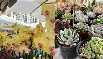 Plant Fest regresa a CDMX: conoce las fechas y actividades para los amantes de las plantas