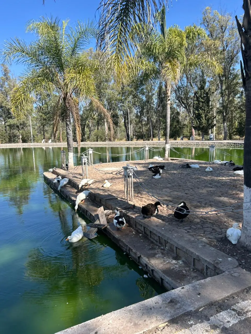 ¿Qué ha sido del gimnasio del Parque Sahuatoba? Así es como luce