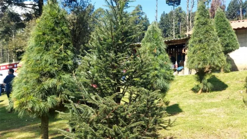 imagen recuadro Xonacatlán en Edomex