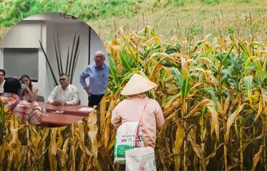 Campesinos de Campeche reprochan a Sader incumplimiento en precio de maíz