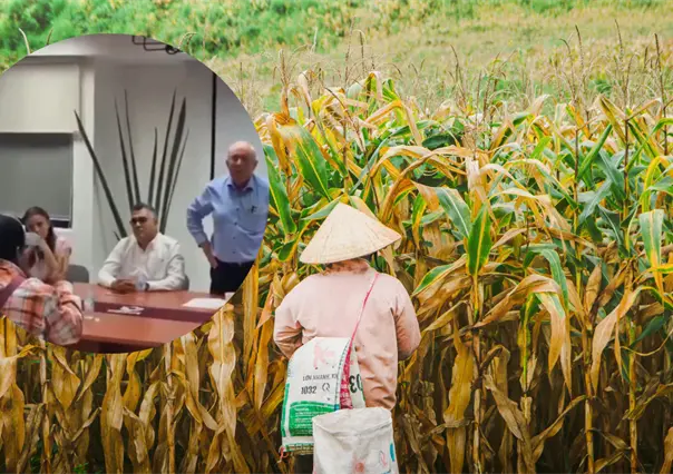 Campesinos de Campeche reprochan a Sader incumplimiento en precio de maíz