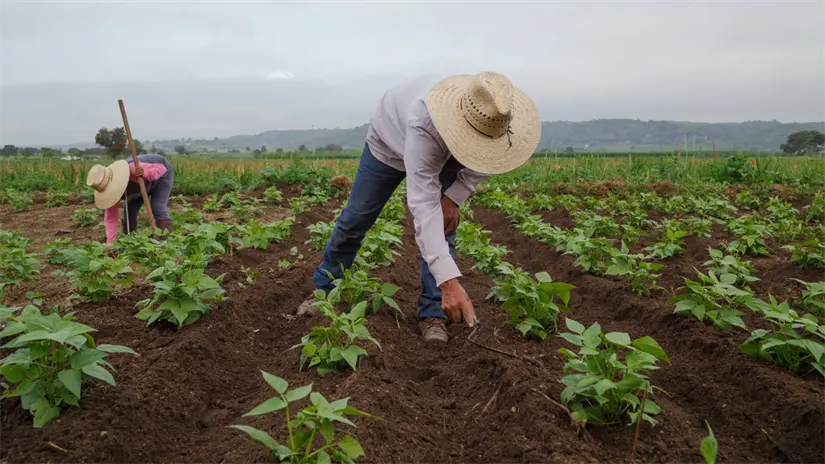 imagen recuadro Productores del campo, imagen ilustrativa, FOTO: Canva