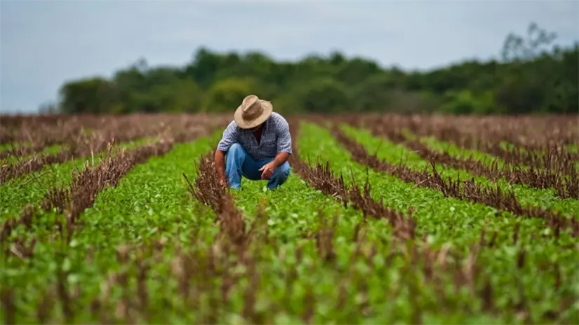 imagen recuadro Agricultor en semdradios de Maíz, FOTO: Gobierno de México.