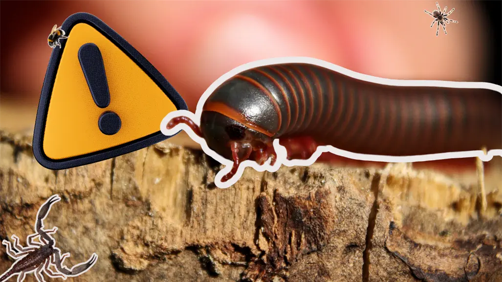 Coahuila en alerta por ataques de animales ponzoñosos; repuntan mordeduras de cien pies