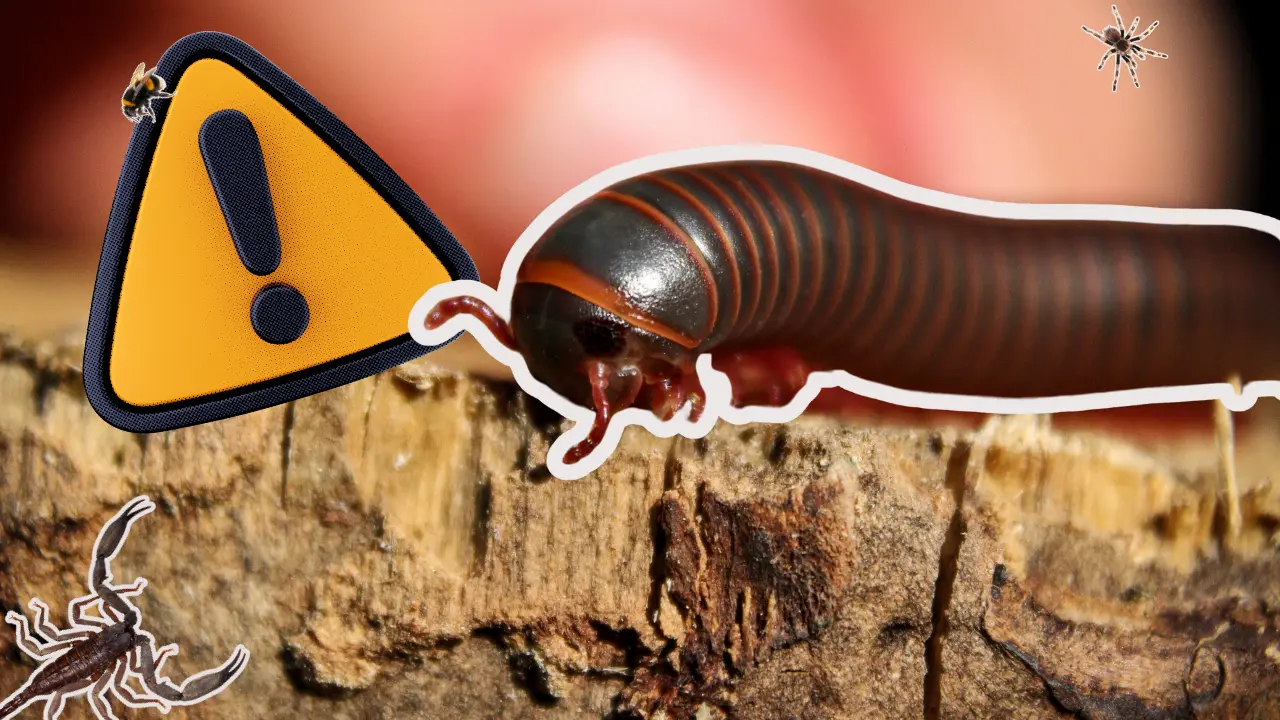 La autoridad sanitaria hace hincapié en acudir de inmediato a una unidad médica. El tiempo es fundamental para evitar complicaciones, especialmente en casos de especies altamente venenosas como la viuda negra./Foto: Canva