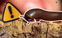 Coahuila en alerta por ataques de animales ponzoñosos; repuntan mordeduras de cien pies