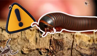 Coahuila en alerta por ataques de animales ponzoñosos; repuntan mordeduras de cien pies