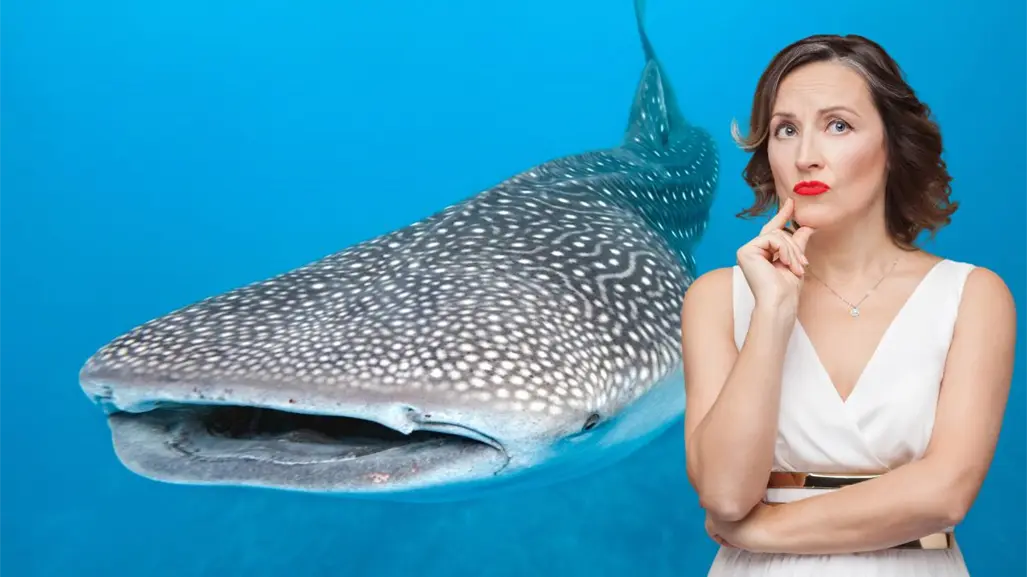 ¿Cómo saber si un operador está autorizado para tours de tiburón ballena en La Paz?