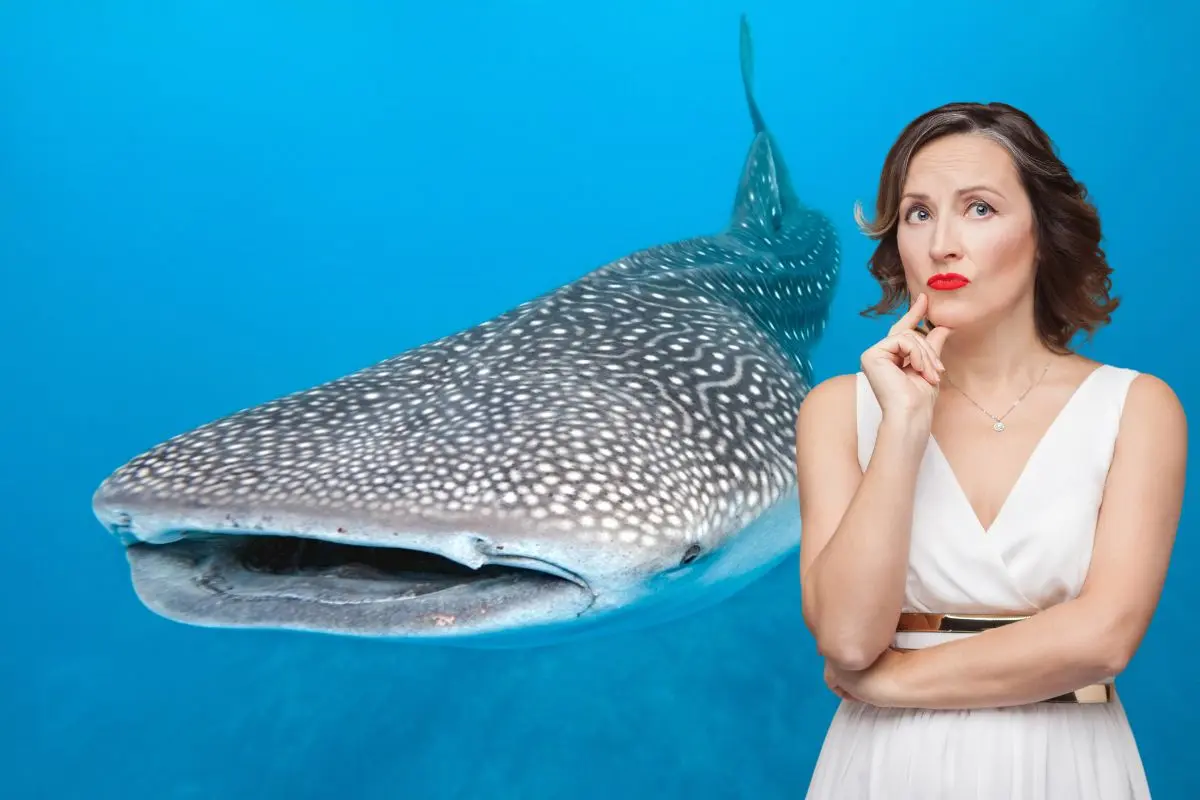 La Bahía de La Paz es uno de los principales sitios de agregación de tiburón ballena juvenil en el Pacífico mexicano. Foto: CONANP | Foto: Biblioteca Canva