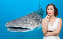 ¿Cómo saber si un operador está autorizado para tours de tiburón ballena en La Paz? ¿Cómo saber si un operador está autorizado para tours de tiburón ballena en La Paz?