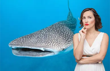 ¿Cómo saber si un operador está autorizado para tours de tiburón ballena en La Paz?