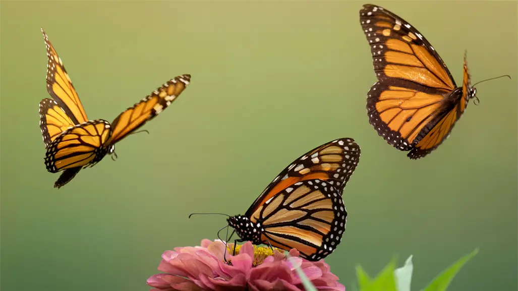 Gobierno de Michoacán abre santuario de mariposas monarca y refuerza conservación