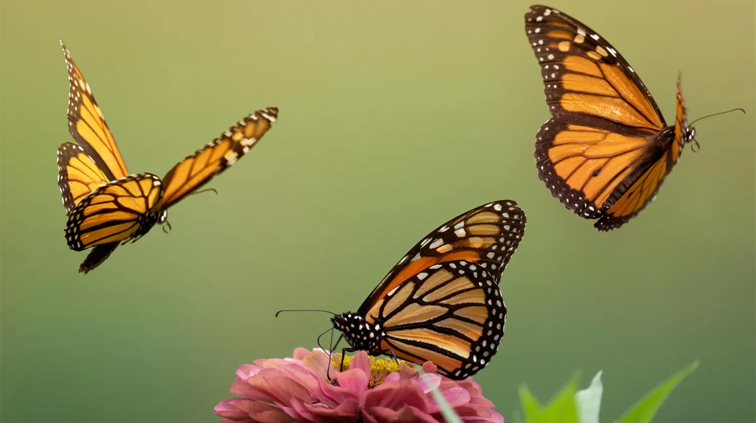 Gobierno de Michoacán abre santuario de mariposas monarca y refuerza conservación. Foto: Canva