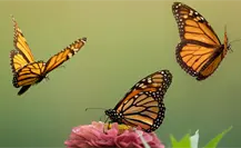 Gobierno de Michoacán abre santuario de mariposas monarca y refuerza conservación Gobierno de Michoacán abre santuario de mariposas monarca y refuerza conservación
