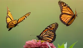 Gobierno de Michoacán abre santuario de mariposas monarca y refuerza conservación