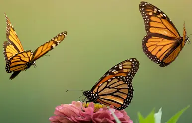 Gobierno de Michoacán abre santuario de mariposas monarca y refuerza conservación
