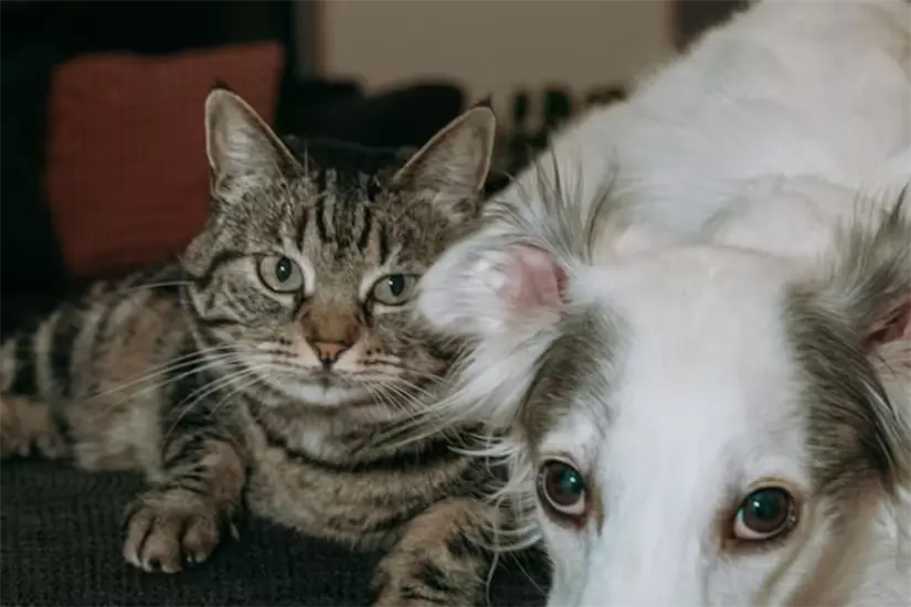 Mascota en Hotel Pet friendly Foto: Unsplash