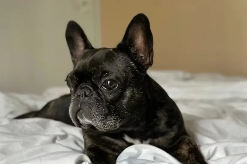 Mascota en Hotel Pet Friendly Foto: Unsplash