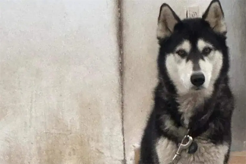Husky rescatado Foto: Unsplash