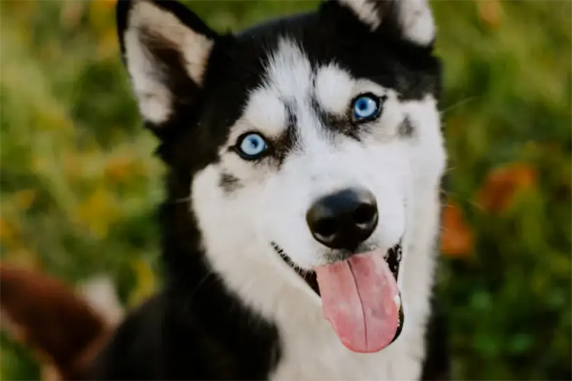 Husky Foto: Unsplash