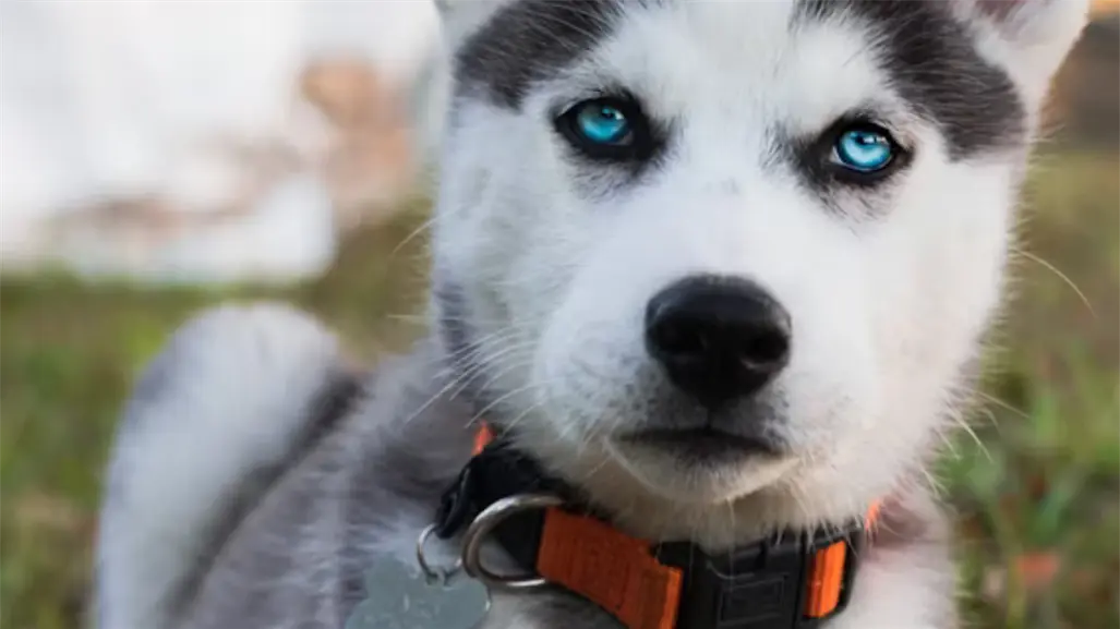 Esta raza de perro ocupa los primeros lugares de abandono en Tamaulipas