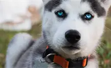 Esta raza de perro ocupa los primeros lugares de abandono en Tamaulipas Esta raza de perro ocupa los primeros lugares de abandono en Tamaulipas