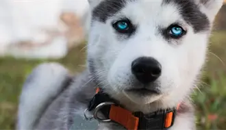 Esta raza de perro ocupa los primeros lugares de abandono en Tamaulipas