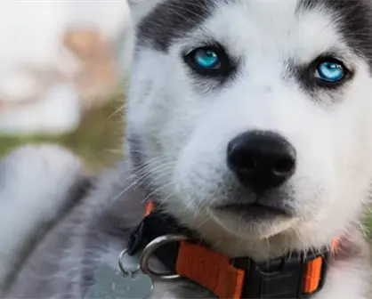 Esta raza de perro ocupa los primeros lugares de abandono en Tamaulipas