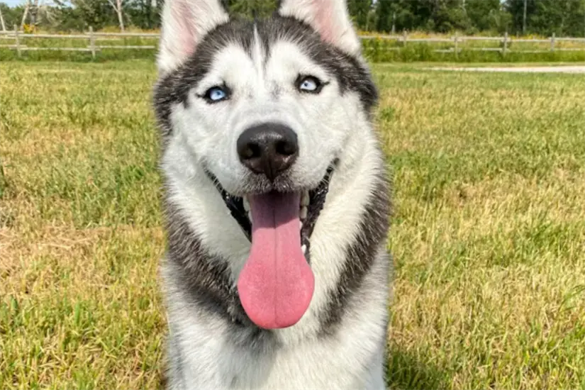 Husky Foto: Unsplash