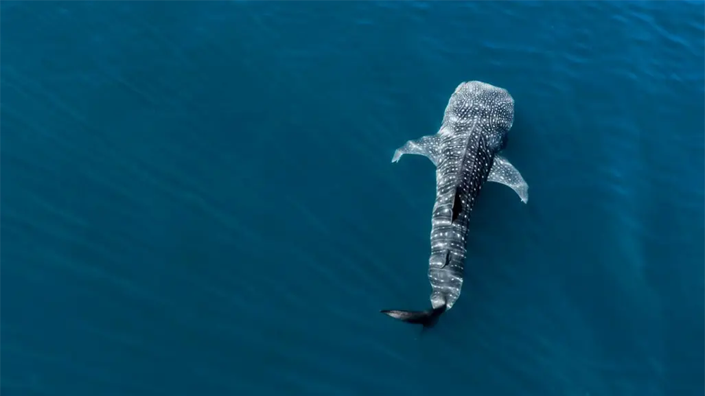 Este es el ejemplar de tiburón ballena que regresa cada año a BCS