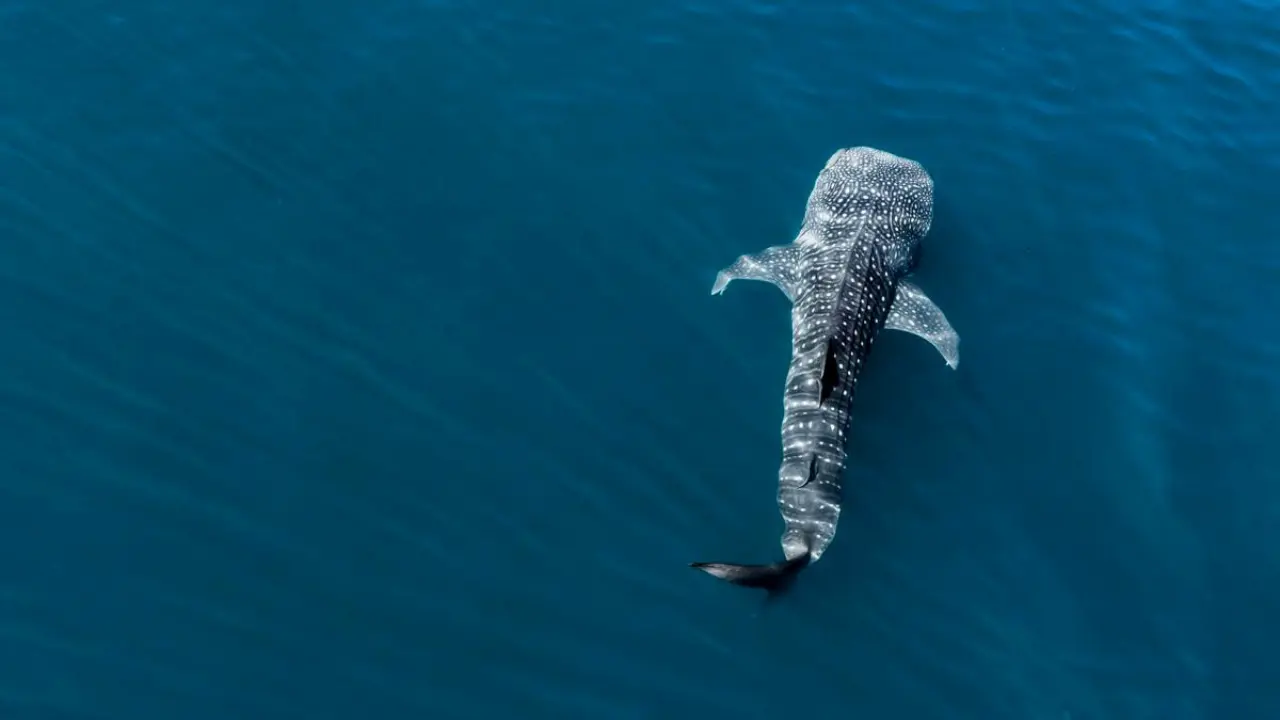 El ejemplar Tlacoyo, es uno de los principales ejemplares que llega a BCS. Foto: Secretaría de Turismo y Economía de Baja California Sur / Facebook.