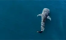 Este es el ejemplar de tiburón ballena que regresa cada año a BCS Este es el ejemplar de tiburón ballena que regresa cada año a BCS