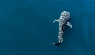 Este es el ejemplar de tiburón ballena que regresa cada año a BCS