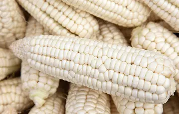 imagen recuadro Maíz blanco, FOTO: Gobierno del México