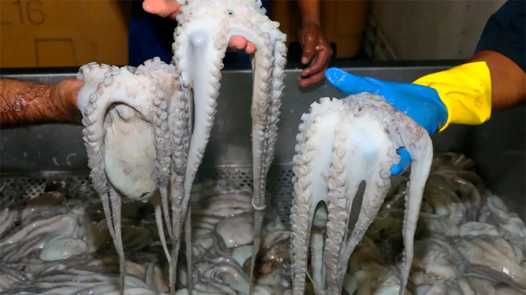 Temporada de pulpo en Progreso: ¿por qué podría cerrar antes de lo previsto?