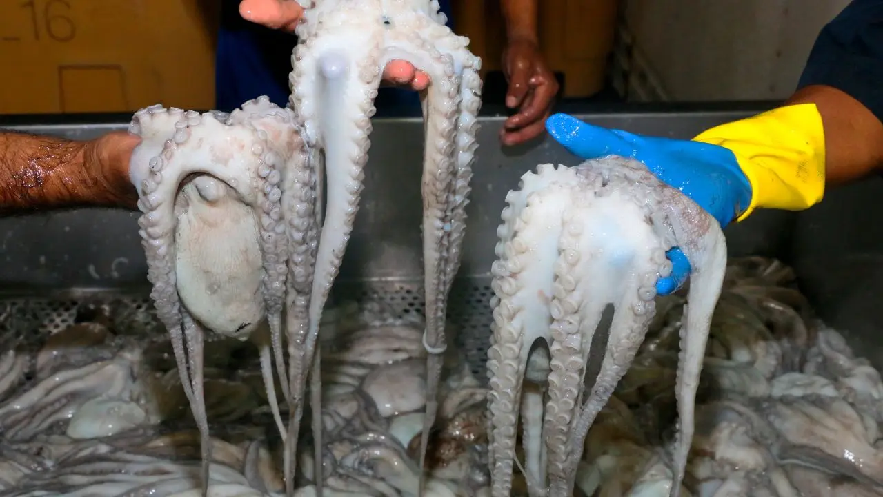 Los hombres de mar esperan que el clima sea favorable para continuar con la captura del molusco Foto: Canva | Gobierno de México