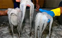 Temporada de pulpo en Progreso: ¿por qué podría cerrar antes de lo previsto? Temporada de pulpo en Progreso: ¿por qué podría cerrar antes de lo previsto?