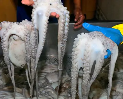 Temporada de pulpo en Progreso: ¿por qué podría cerrar antes de lo previsto?