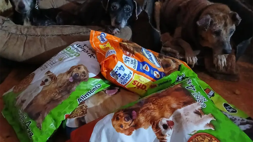 Recicla y apoya a perritos rescatados en Saltillo, te decimos dónde y cuándo