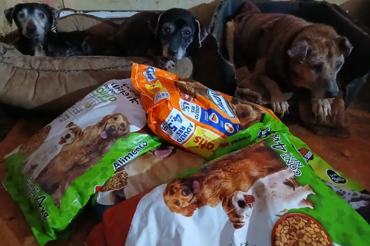 Recicla y apoya a perritos rescatados en Saltillo, te decimos dónde y cuándo. Foto: Corazón Patitas