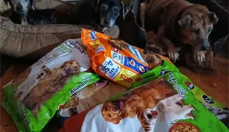 Recicla y apoya a perritos rescatados en Saltillo, te decimos dónde y cuándo