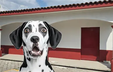 Toluca prepara nuevo Centro de Bienestar Animal en la Zona nororiente
