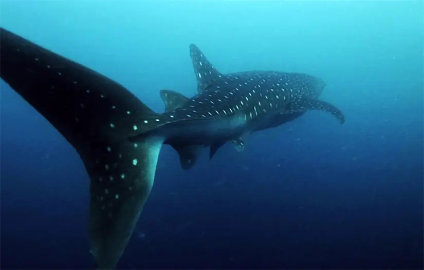 imagen recuadro Foto: CONANP