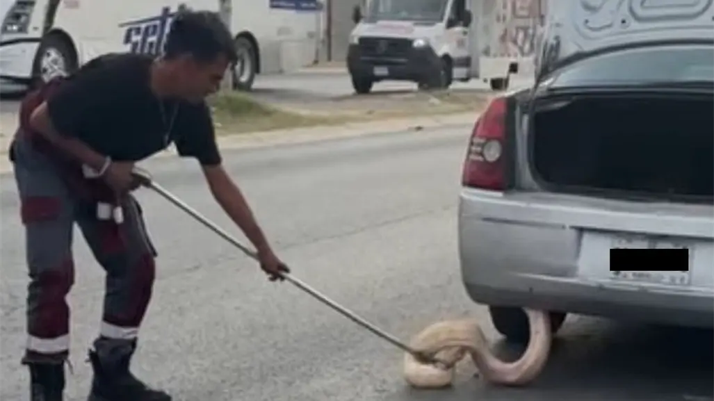 ¡Qué susto! Pitón de más de dos metros sorprende a conductora en Zuazua, Nuevo León