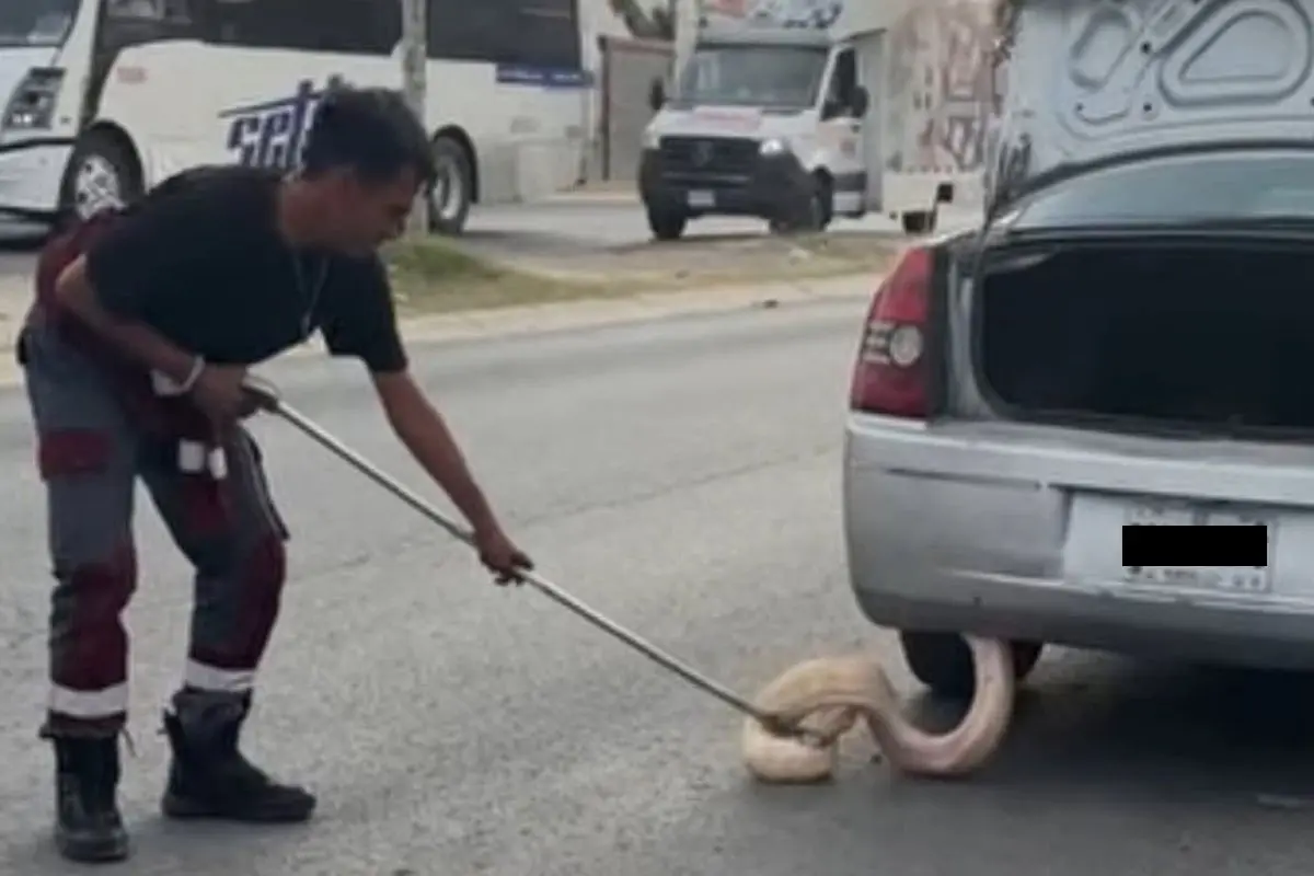 Pitón de más de dos metros sorprende a conductora en Zuazua. Foto: Lo que pasa en Ciénega