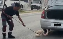 ¡Qué susto! Pitón de más de dos metros sorprende a conductora en Zuazua, Nuevo León ¡Qué susto! Pitón de más de dos metros sorprende a conductora en Zuazua, Nuevo León