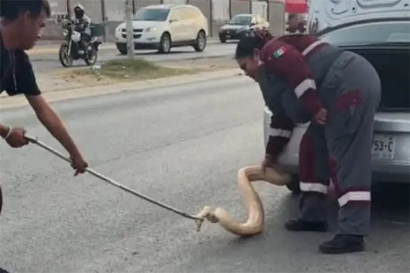 imagen recuadro Protección Civil de Zuazua acudieron rápidamente al lugar. Foto: Lo que pasa en Ciénega