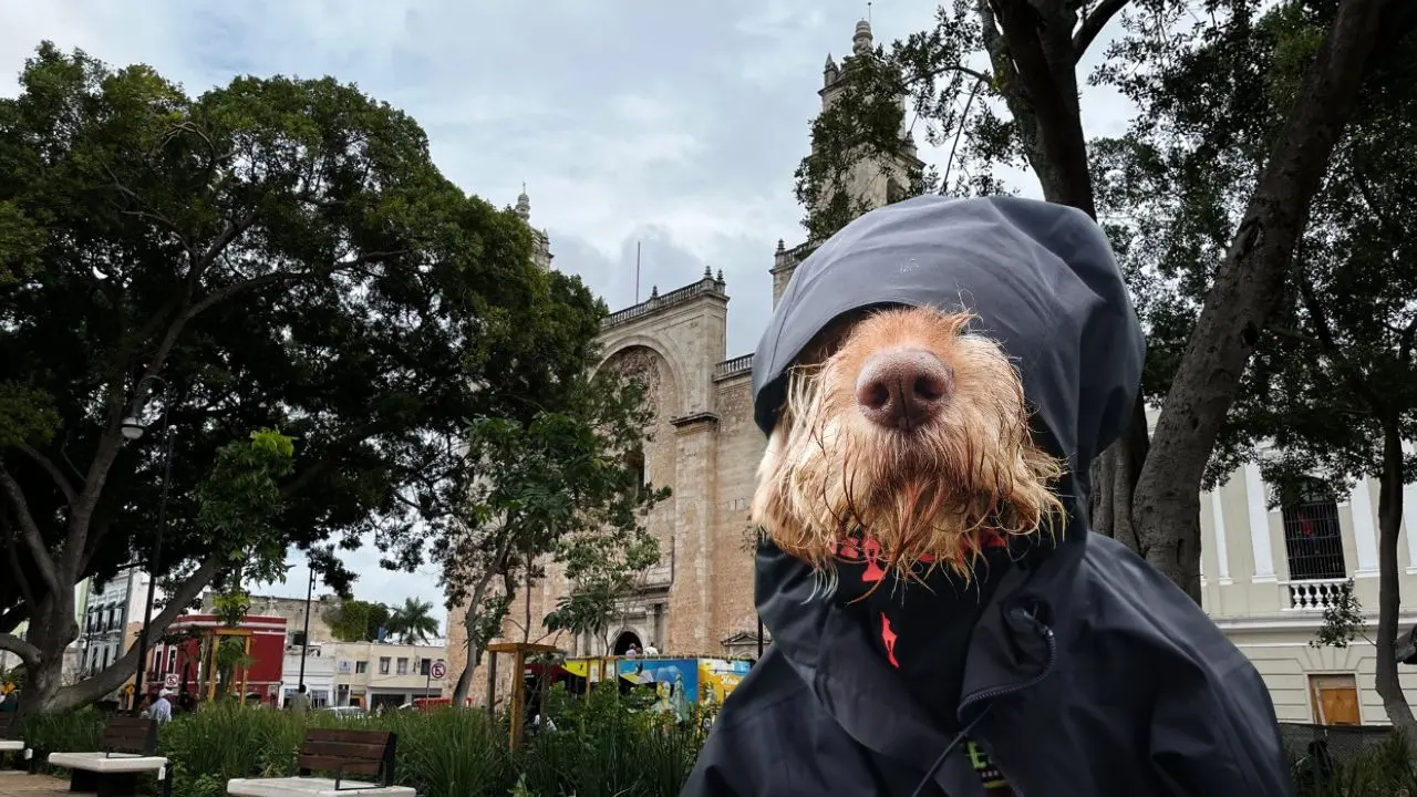 Al fondo, la catedral de Mérida y al frente un perro que se protege de la lluvia.- Fuente Canva y archivo POSTA